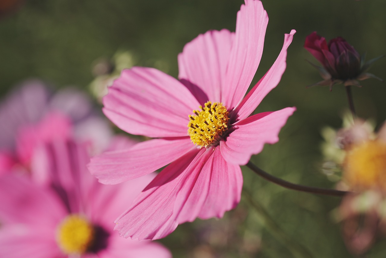 Best Flowers to Plant in Every Season